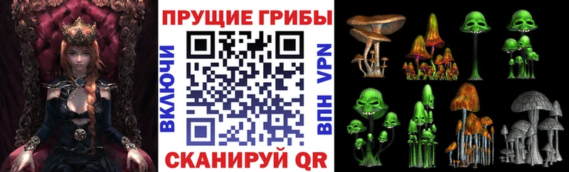 kraken   Хилок  Псилоцибиновые грибы GOLDEN TEACHER 
